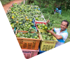 asian farmer with citrus fruits