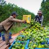 Through New USAID Contract, Abt Will Partner with Cambodian Private Sector to Strengthen Agriculture and Food Systems