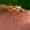 Malaria and Other Mosquito Borne-Diseases Are Increasing in the U.S. Should We Be Concerned?